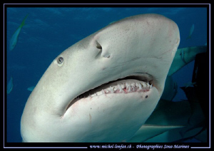 Lemon Shark... by Michel Lonfat 